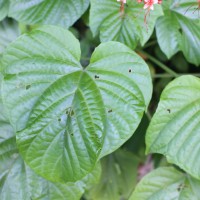 Clerodendrum paniculatum L.